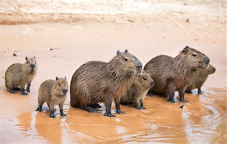 simsearch:862-08090028,k - Brazil, Pantanal, Mato Grosso do Sul.  Capybaras with young sitting the banks of the Cuiaba River.  Capybaras are the largest rodents in the world. Foto de stock - Con derechos protegidos, Código: 862-08089988