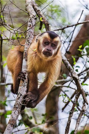 simsearch:862-08090002,k - Brazil, Pantanal, Mato Grosso do Sul.  A Brown Capuchin.  They are one of the most widespread primates in the Neotropics. Foto de stock - Con derechos protegidos, Código: 862-08089980