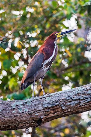 simsearch:862-08090002,k - Brazil, Pantanal, Mato Grosso do Sul. A striking Rufescent Tiger-Heron. Foto de stock - Con derechos protegidos, Código: 862-08089982