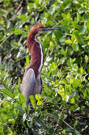 simsearch:862-08090002,k - Brazil, Pantanal, Mato Grosso do Sul. A striking Rufescent Tiger-Heron with neck outstretched. Foto de stock - Con derechos protegidos, Código: 862-08089983