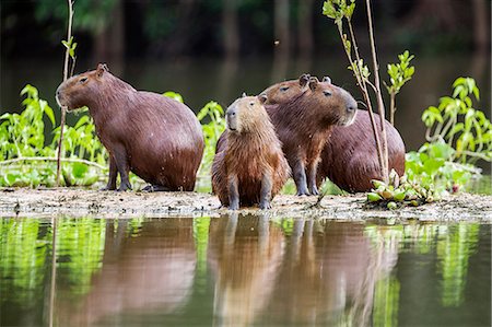 Brazil, Pantanal, Mato Grosso do Sul.  Capybaras on a sandbank in the middle of the Pixaim River.  They are the largest rodents in the world. Foto de stock - Con derechos protegidos, Código: 862-08089990