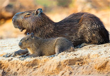 pantanal - Brazil, Pantanal, Mato Grosso do Sul.  A capybara and its offspring bask on the banks of the Cuiaba River.  Capybaras are the largest rodents in the world. Stock Photo - Rights-Managed, Code: 862-08089991