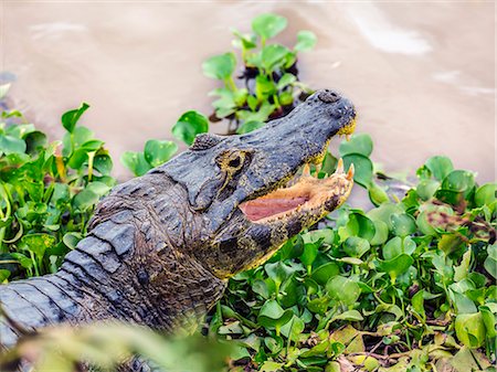 Brazil, Pantanal, Mato Grosso do Sul.  A Yacare Caiman basks on the banks of the Cuiaba River. Stock Photo - Rights-Managed, Code: 862-08089992