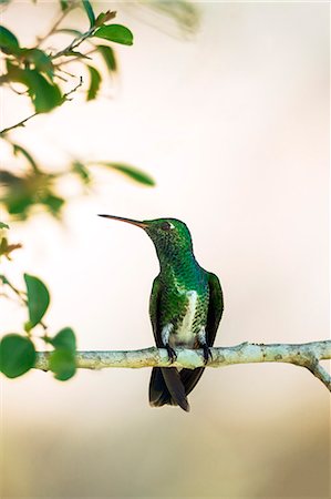 Brazil, Pantanal, Mato Grosso do Sul. A Glittering-throated Emerald, a hummingbird with a virtually straight bill. Foto de stock - Direito Controlado, Número: 862-08090005