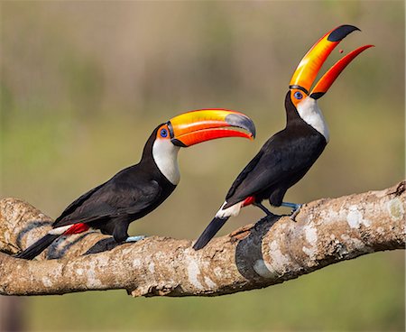 simsearch:862-08090031,k - Brazil, Pantanal, Mato Grosso do Sul. A pair of spectacular Toco Toucans feeding. Photographie de stock - Rights-Managed, Code: 862-08090006