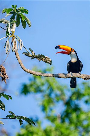 simsearch:862-08090002,k - Brazil, Pantanal, Mato Grosso do Sul. A spectacular Toco Toucan showing its long, narrow tongue which enables it to catch insects, frogs and small reptiles. Foto de stock - Con derechos protegidos, Código: 862-08090007