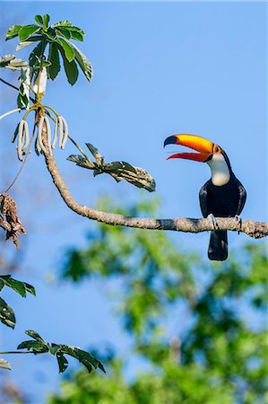 simsearch:862-08090027,k - Brazil, Pantanal, Mato Grosso do Sul. A spectacular Toco Toucan showing its long, narrow tongue which enables it to catch insects, frogs and small reptiles. Stock Photo - Rights-Managed, Code: 862-08090007