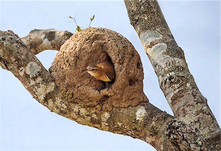 simsearch:862-08090005,k - Brazil, Pantanal, Mato Grosso do Sul. A Rufous Honero at the entrance to its beautifully made Dutch-oven shaped mud nest. Foto de stock - Con derechos protegidos, Código: 862-08090009