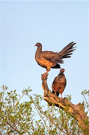 simsearch:862-08090002,k - Brazil, Pantanal, Mato Grosso do Sul. A pair of roosting Chaco Chacalacas. Foto de stock - Con derechos protegidos, Código: 862-08090000