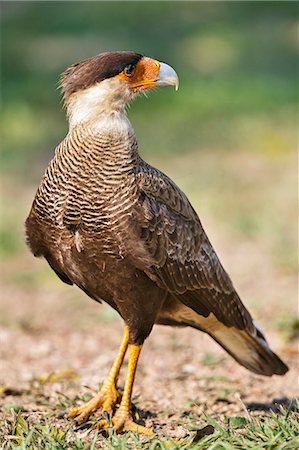 simsearch:862-08090002,k - Brazil, Pantanal, Mato Grosso do Sul. A Southern crested Caracara. Foto de stock - Con derechos protegidos, Código: 862-08090001
