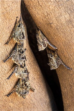 Brazil, Pantanal, Mato Grosso do Sul. A small colony of proboscis or long-nosed bats. These bats are nocturnal and always lie nose to tail in a straight row while sleeping. Stock Photo - Rights-Managed, Code: 862-08090016