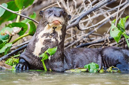 pteronura brasiliensis - Brazil, Pantanal, Mato Grosso do Sul. A Giant River Otter in the Cuiaba River. These endangered mammals can attain a length of almost six feet. Photographie de stock - Rights-Managed, Code: 862-08090018