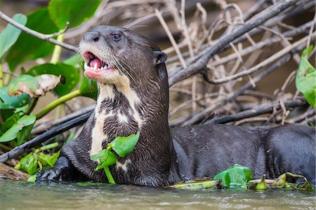 simsearch:862-08090027,k - Brazil, Pantanal, Mato Grosso do Sul. A Giant River Otter in the Cuiaba River. These endangered mammals can attain a length of almost six feet. Stock Photo - Rights-Managed, Code: 862-08090019