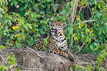 simsearch:862-08090014,k - Brazil, Pantanal, Mato Grosso do Sul. A magnificent Jaguar resting in shade on the banks of the Cuiaba River. Foto de stock - Con derechos protegidos, Código: 862-08090013