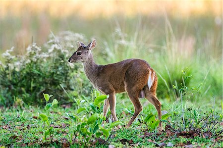 simsearch:862-08090002,k - Brazil, Pantanal, Mato Grosso do Sul. A Pampas Deer without its antlers. They shed them annually between August and September. Foto de stock - Con derechos protegidos, Código: 862-08090025