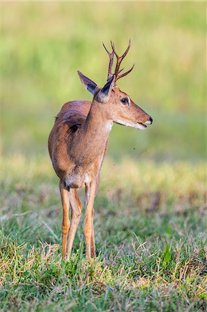 simsearch:862-08090027,k - Brazil, Pantanal, Mato Grosso do Sul. A male Pampas Deer.  These small deers shed their antlers annually in August or September. Stock Photo - Rights-Managed, Code: 862-08090026