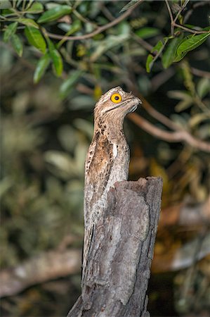 simsearch:862-08090002,k - Brazil, Pantanal, Mato Grosso do Sul. A Common Potoo.  These mainly nocturnal birds are difficult to spot during the day, looking like the extension of a broken branch as they perch vertically with their eyes firmly shut. Foto de stock - Con derechos protegidos, Código: 862-08090028