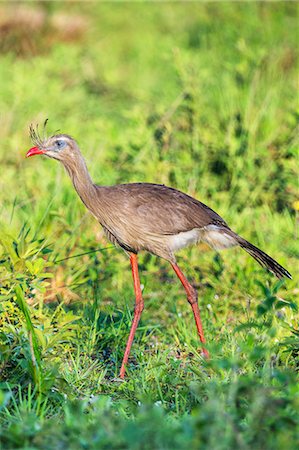 red-legged seriema - Brazil, Pantanal, Mato Grosso do Sul. A Red-legged Seriema.  These long-legged birds are mainly terrestrial, striding through open terrain in search of prey such as rodents, lizards, large insects and snakes. Stock Photo - Rights-Managed, Code: 862-08090029