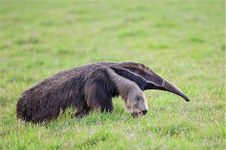 simsearch:862-08090004,k - Brazil, Pantanal, Mato Grosso do Sul. The Giant Anteater or ant bear is a large insectivorous mammal with bushy tail, elongated snout and large fore claws. Photographie de stock - Rights-Managed, Code: 862-08090020