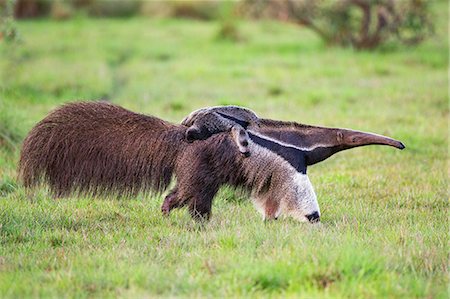 Brazil, Pantanal, Mato Grosso do Sul. A female Giant Anteater or ant bear with a baby on its back.  These large insectivorous mammals carry their babies on their backs until weaned. Stock Photo - Rights-Managed, Code: 862-08090021