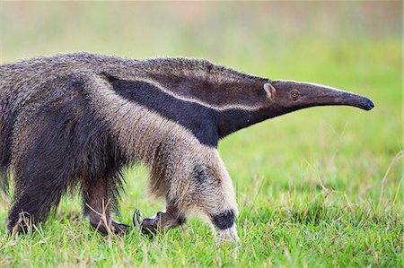 simsearch:862-08090027,k - Brazil, Pantanal, Mato Grosso do Sul. The Giant Anteater or ant bear is a large insectivorous mammal with bushy tail, elongated snout and large fore claws. Stock Photo - Rights-Managed, Code: 862-08090022