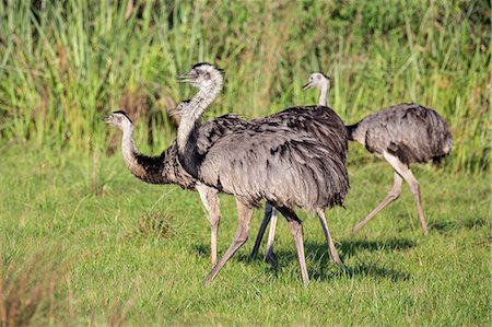 simsearch:862-08090028,k - Brazil, Pantanal, Mato Grosso do Sul. Greater Rheas. They are the largest flightless bird in South America. Foto de stock - Con derechos protegidos, Código: 862-08090023