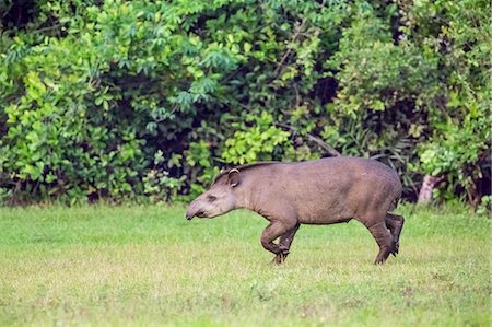 simsearch:862-08089986,k - Brazil, Pantanal, Mato Grosso do Sul. A Brazilian Tapir running across open ground. These large herbivorous animals have short prehensile snouts. Foto de stock - Con derechos protegidos, Código: 862-08090035