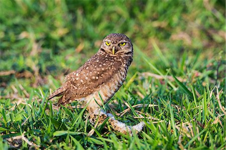 eule - Brazil, Pantanal, Mato Grosso do Sul. A Burrowing Owl. Stockbilder - Lizenzpflichtiges, Bildnummer: 862-08090030