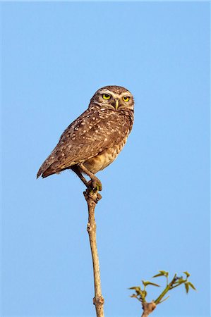 Brazil, Pantanal, Mato Grosso do Sul. A Burrowing Owl. Stock Photo - Rights-Managed, Code: 862-08090031