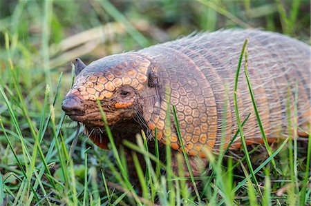 simsearch:862-08090005,k - Brazil, Pantanal, Mato Grosso do Sul. A Six-banded Armadillo. Foto de stock - Con derechos protegidos, Código: 862-08090033