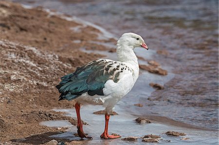 simsearch:862-08090031,k - Chile, Atacama Desert, Machuca, Antofagasta Region, El Loa Province. An Andean Goose. Photographie de stock - Rights-Managed, Code: 862-08090042