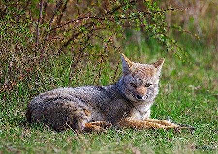 fox - Chile, Torres del Paine, Magallanes Province. A Patagonian or South American Gray Fox. Stock Photo - Rights-Managed, Code: 862-08090060