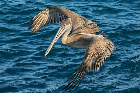 pelicans flying - South America, Ecuador, Galapagos Islands, North Seymour Island. A Brown Pelican flying over the sea. Stock Photo - Rights-Managed, Code: 862-08090096