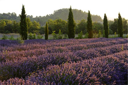 simsearch:862-08090159,k - Lavender Field near Roussillion, Provence Alpes Cote d'Azur, Provence, France, Europe Foto de stock - Con derechos protegidos, Código: 862-08090157