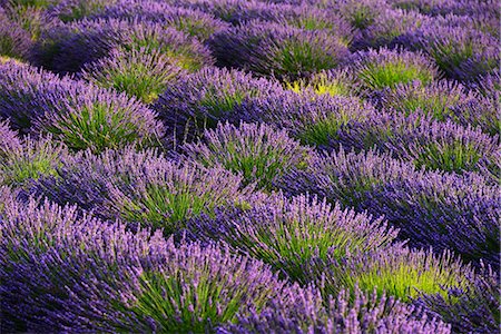 simsearch:862-08090159,k - Lavender Field near Valensole, Provence Alpes Cote d'Azur, Provence, France, Europe Foto de stock - Con derechos protegidos, Código: 862-08090158