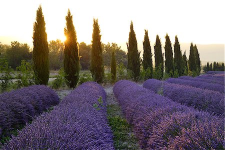 Lavender Field near Roussillion, Provence Alpes Cote d'Azur, Provence, France, Europe Photographie de stock - Rights-Managed, Code: 862-08090159