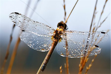 Dragonfly with dew drops on the wings clings to reed, Chiemgau, Upper Bavaria, Bavaria, Germany Photographie de stock - Rights-Managed, Code: 862-08090237