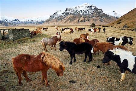 Icelandic ponies near Vik, Iceland Stockbilder - Lizenzpflichtiges, Bildnummer: 862-08090307