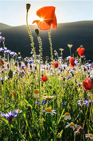 Italy, Umbria, Perugia district, Monti Sibillini NP, Norcia, Castelluccio. Foto de stock - Con derechos protegidos, Código: 862-08090589