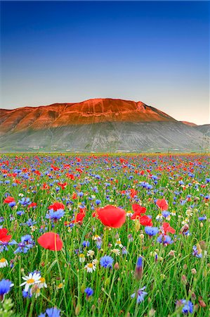 Italy, Umbria, Perugia district, Monti Sibillini NP, Norcia, Castelluccio. Foto de stock - Con derechos protegidos, Código: 862-08090590