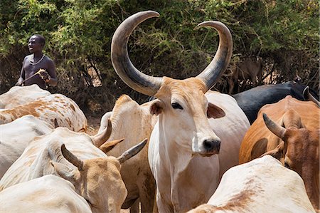 simsearch:862-08090672,k - Kenya, Samburu County, Serolevi. A fine Zebu bull in a herd of cattle owned by Samburu pastoralists. Foto de stock - Con derechos protegidos, Código: 862-08090669