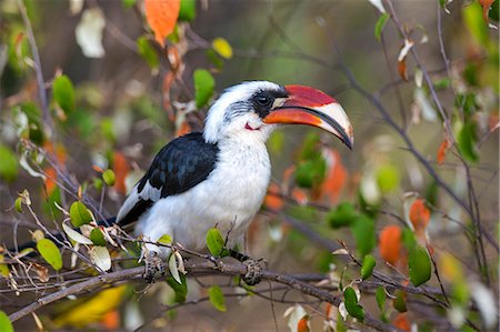 Kenya, Laikipia County, Suiyan. A Von der Decken' s Hornbill perched in a croton tree. Foto de stock - Direito Controlado, Número: 862-08090687