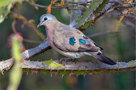 Kenya, Laikipia County, Suiyan. An Emerald-spotted Wood-Dove. Photographie de stock - Rights-Managed, Code: 862-08090688