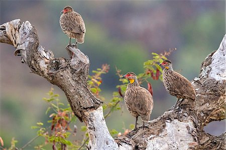 simsearch:862-08090027,k - Kenya, Laikipia County, Suiyan. Yellow-necked Spurfowl perched on an old tree trunk. Stock Photo - Rights-Managed, Code: 862-08090689