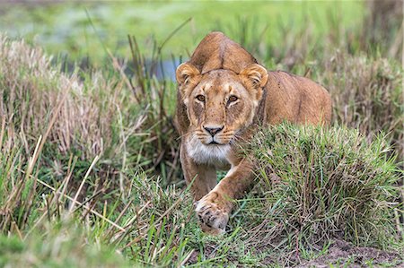 simsearch:862-07495999,k - Africa, Kenya, Masai Mara, Narok County. Lioness stalking through the grass Stockbilder - Lizenzpflichtiges, Bildnummer: 862-08090694