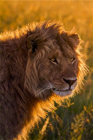 Africa, Kenya, Masai Mara, Narok County. A handsome male lion Foto de stock - Con derechos protegidos, Código: 862-08090697