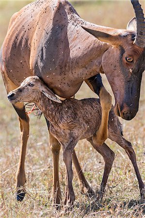 damaliscus korrigum - Africa, Kenya, Masai Mara, Narok County. A female Topi with her newborn calf Photographie de stock - Rights-Managed, Code: 862-08090698