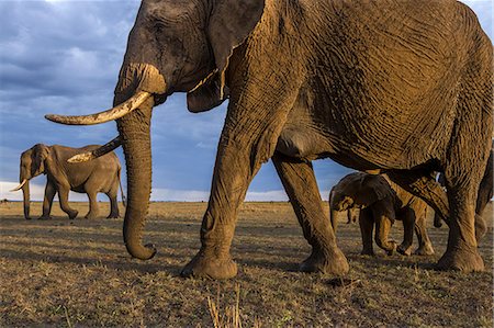 simsearch:862-06542209,k - Africa, Kenya, Masai Mara, Narok County. A herd of elephants walking across the savannah. Foto de stock - Con derechos protegidos, Código: 862-08090699