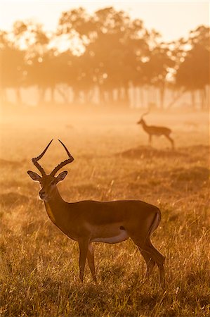 simsearch:862-08719186,k - Africa, Kenya, Masai Mara, Narok County. A watchful Impala Photographie de stock - Rights-Managed, Code: 862-08090692