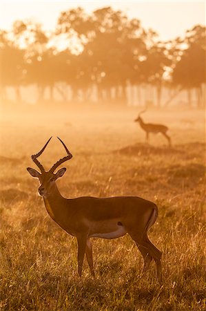 simsearch:862-08719147,k - Africa, Kenya, Masai Mara, Narok County. A watchful Impala Photographie de stock - Rights-Managed, Code: 862-08090692